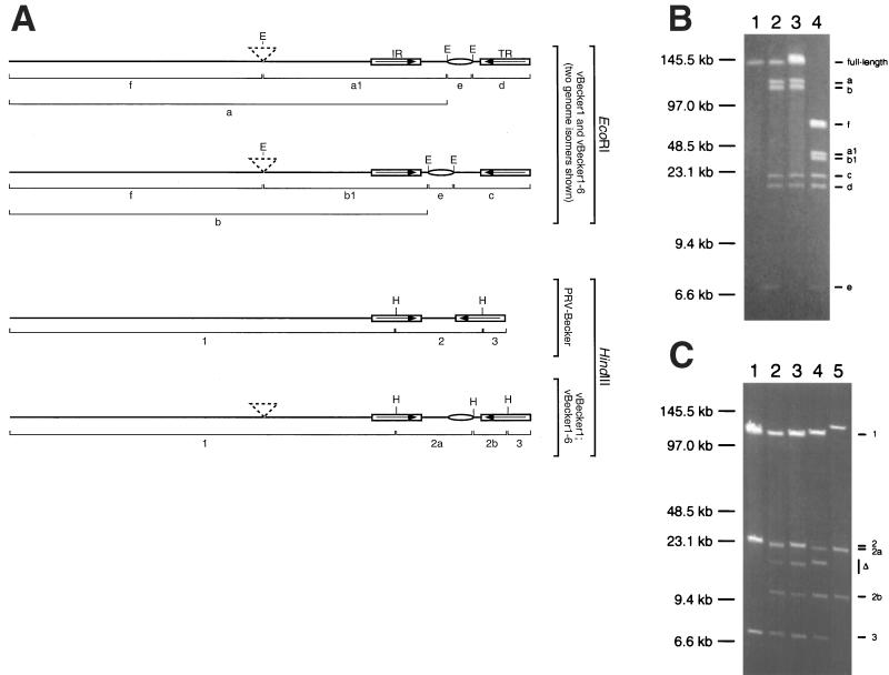 FIG. 8