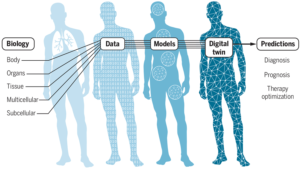 Building a personalized digital twin