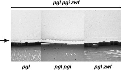 FIG. 5.