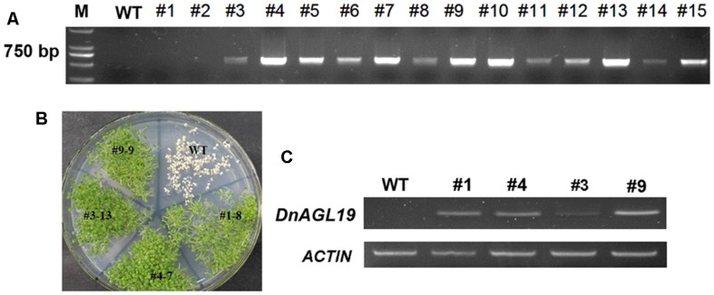 FIGURE 4