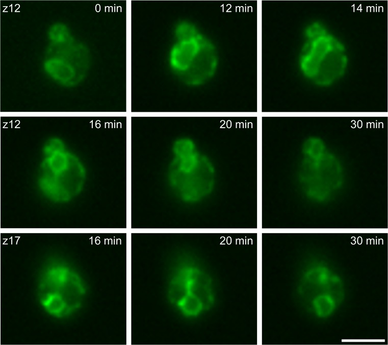 Fig. 3