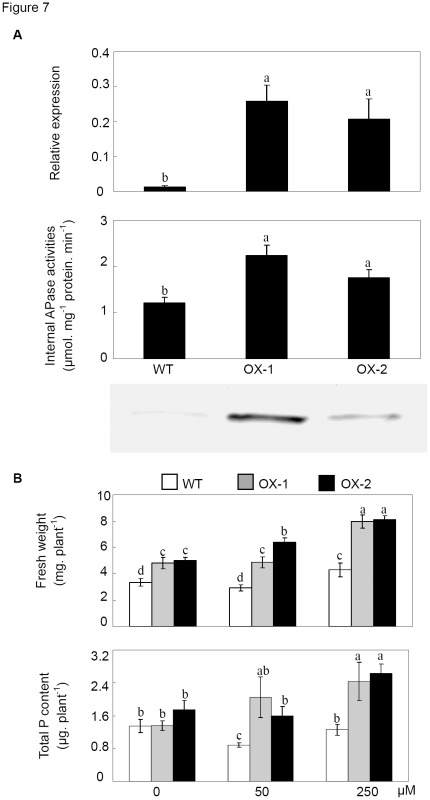 Figure 7