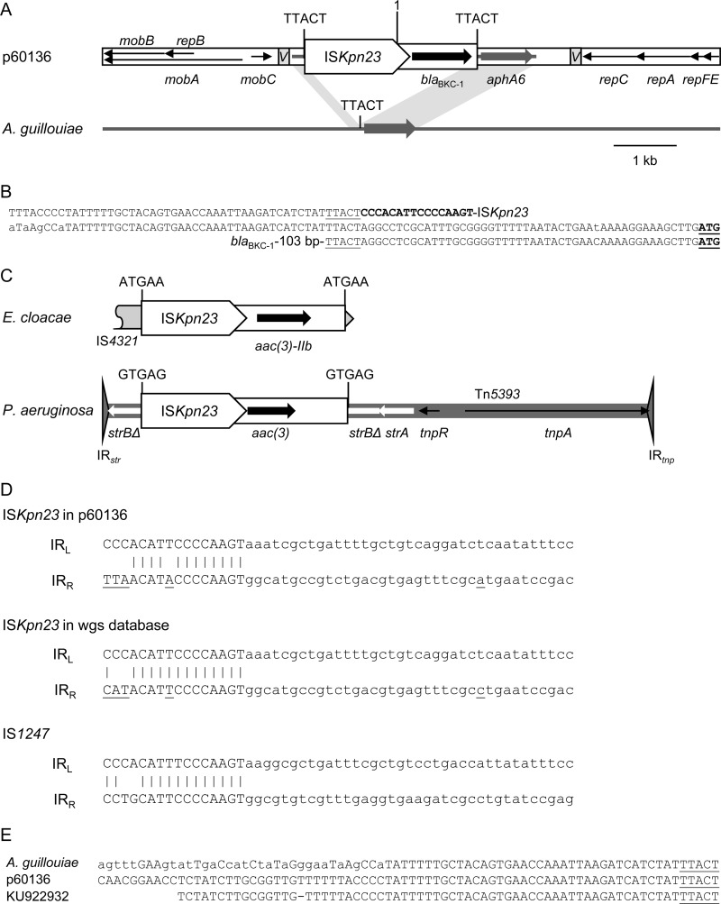 FIG 1