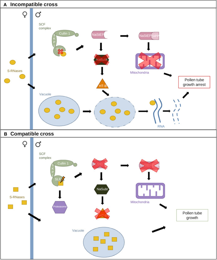 Figure 3