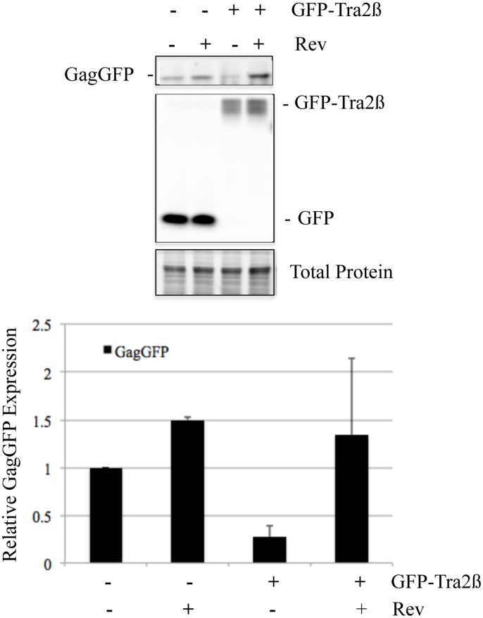 Fig 7