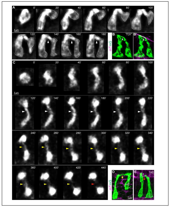 Figure 4