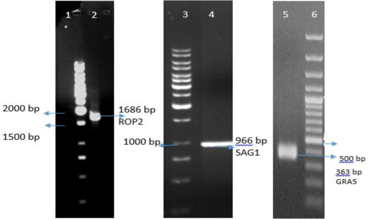 Fig. 1: