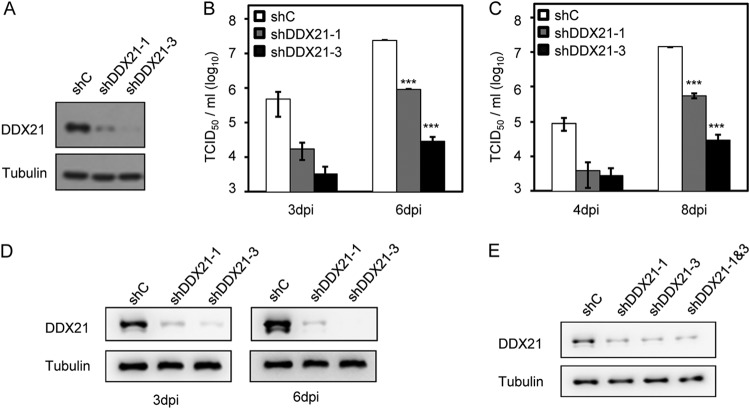 FIG 3