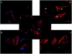 Fig. 12