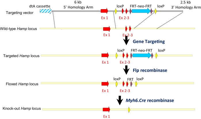 Appendix 1—figure 4.