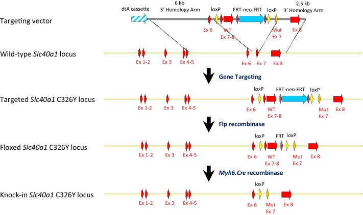 Appendix 1—figure 5.