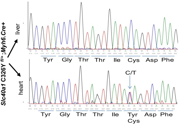 Figure 3—figure supplement 1.