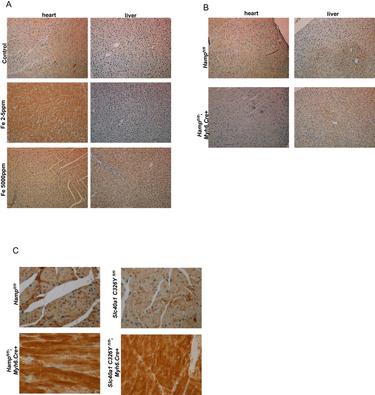 Appendix 1—figure 6.