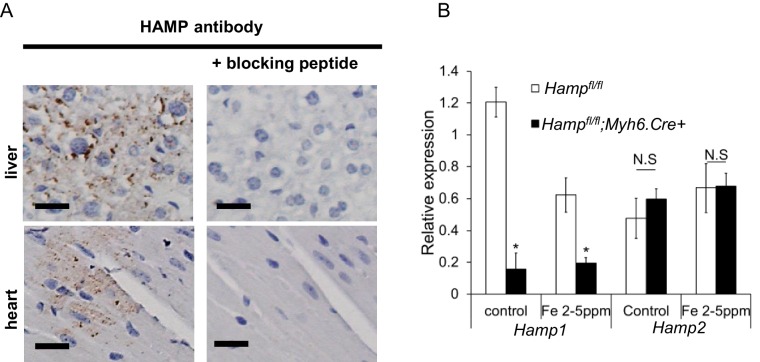 Figure 1—figure supplement 5.