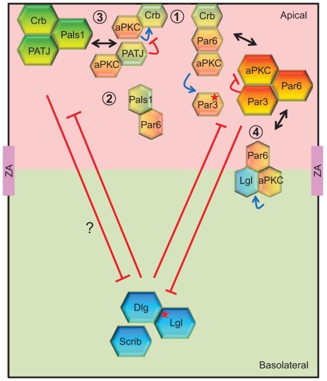 Fig. 1.