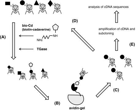 Fig. 1