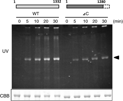 Fig. 4