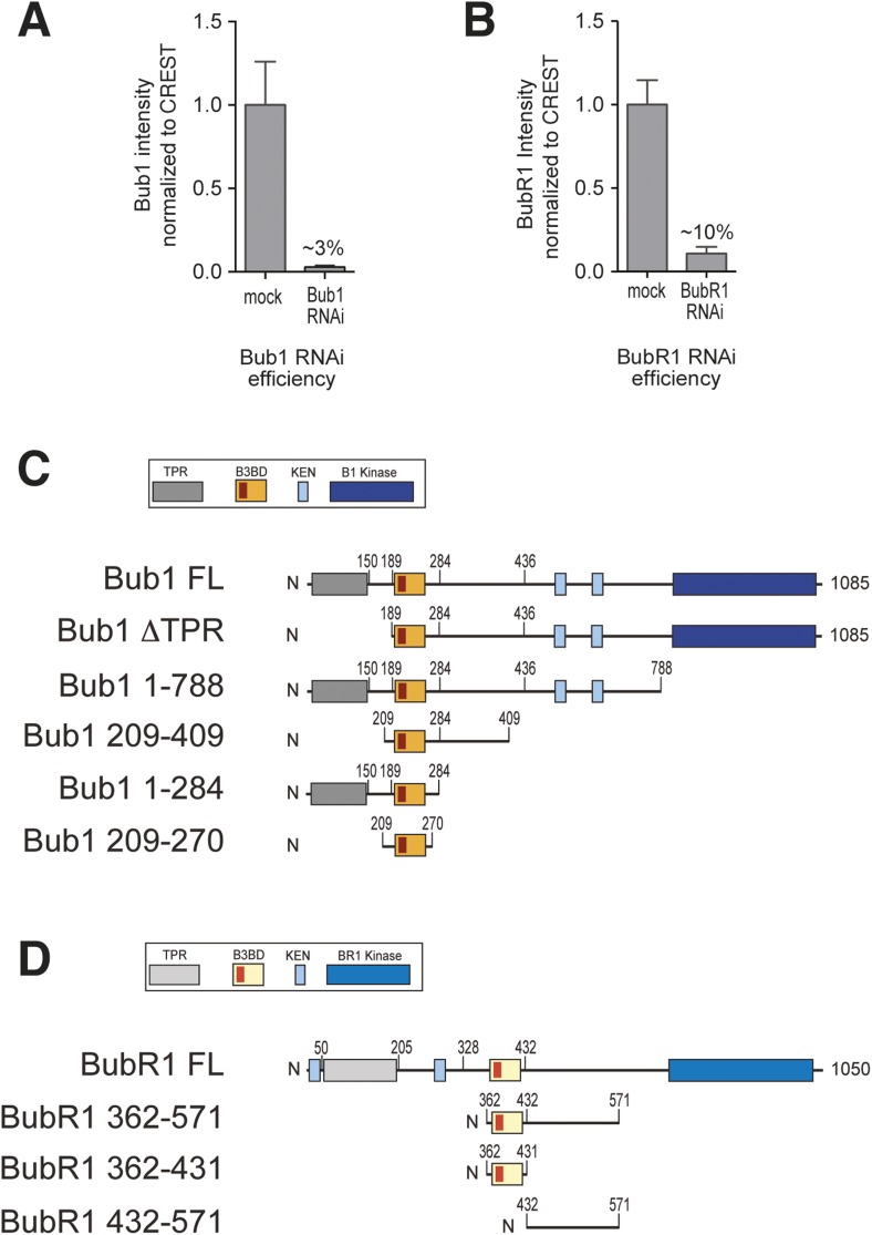 Figure 1—figure supplement 1.