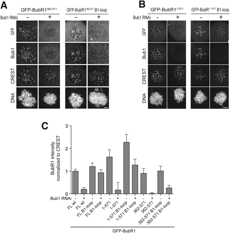 Figure 4—figure supplement 3.