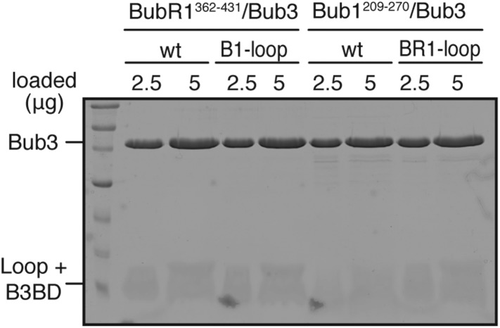 Figure 2—figure supplement 1.