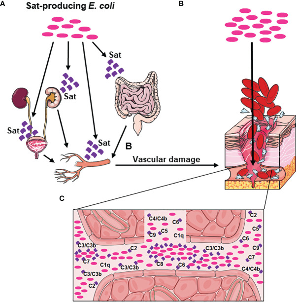 Figure 12