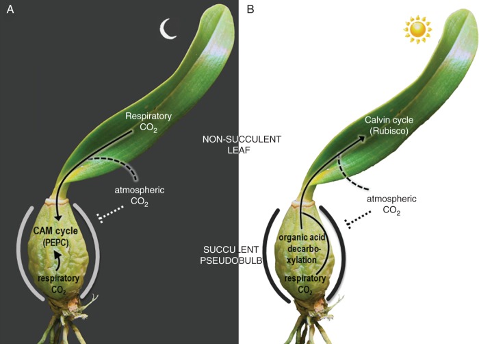 Fig. 8.