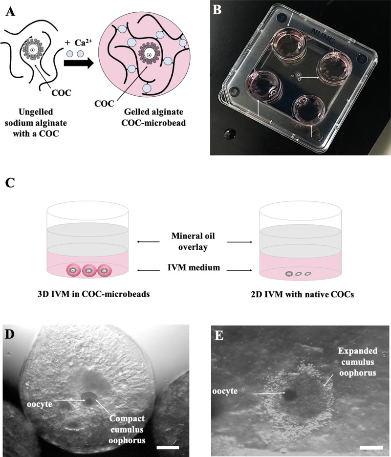 Fig 2