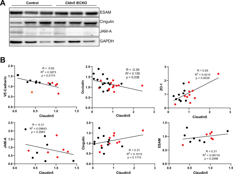 Figure 5—figure supplement 1.