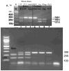 Fig. 5