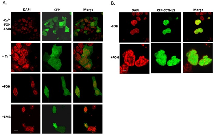 FIGURE 10: