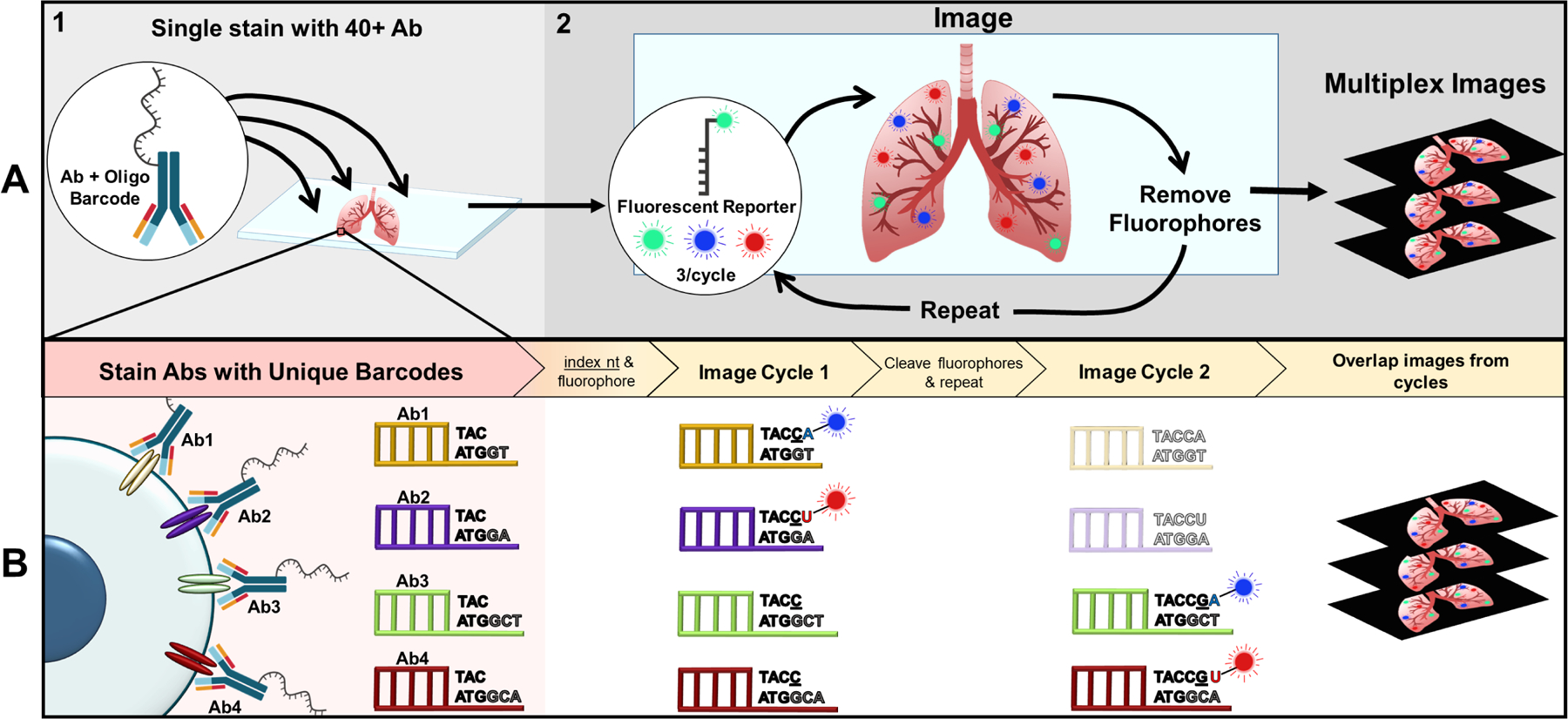 Figure 2: