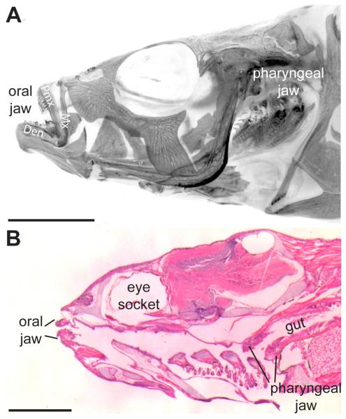 Fig. 1