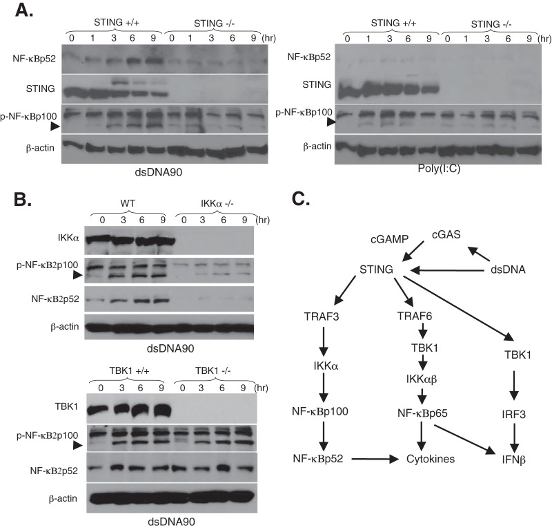 FIG 9