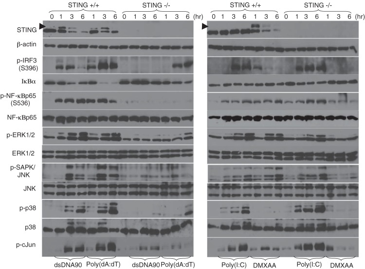 FIG 1