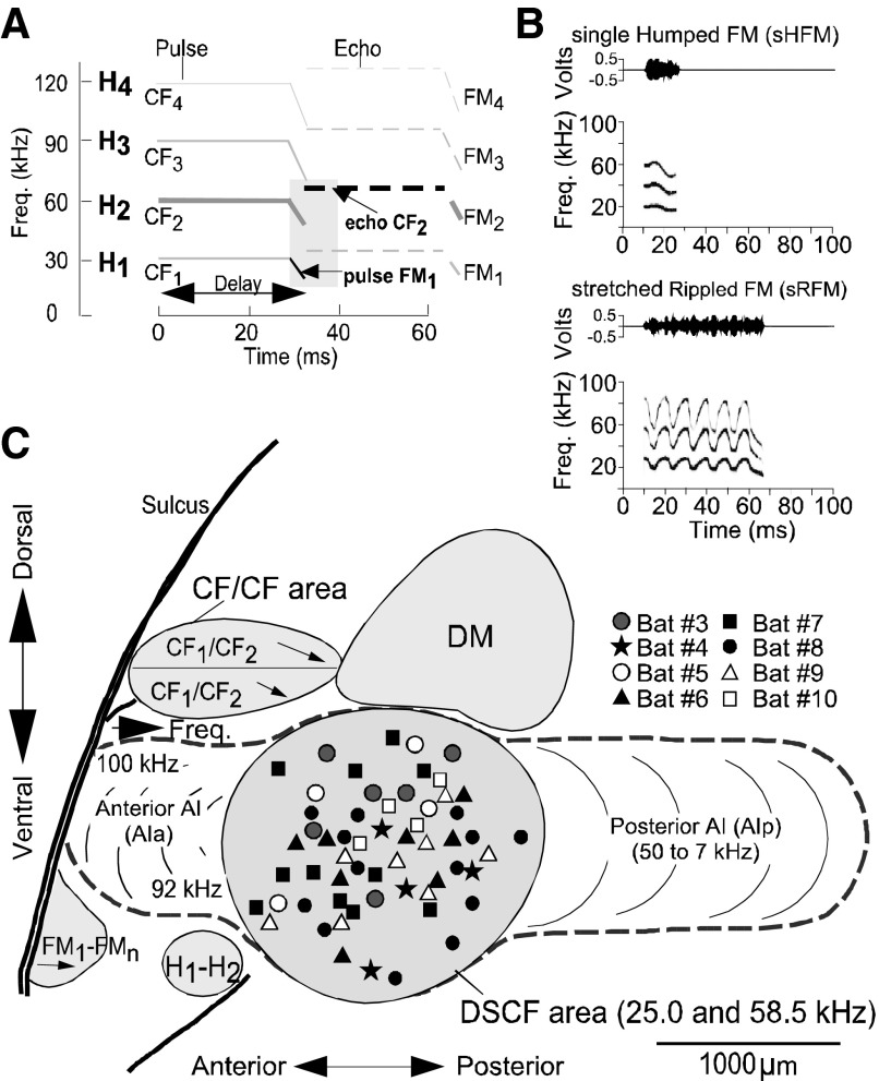 FIG. 1.