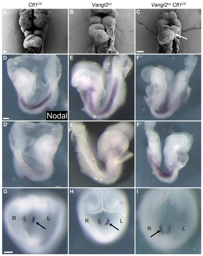 Fig. 3.