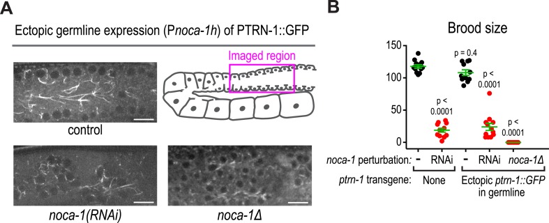 Figure 4—figure supplement 1.