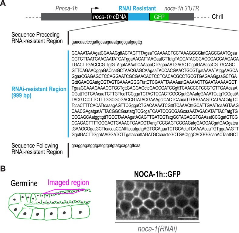 Figure 4—figure supplement 2.