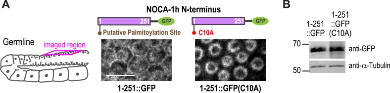 Figure 5—figure supplement 1.