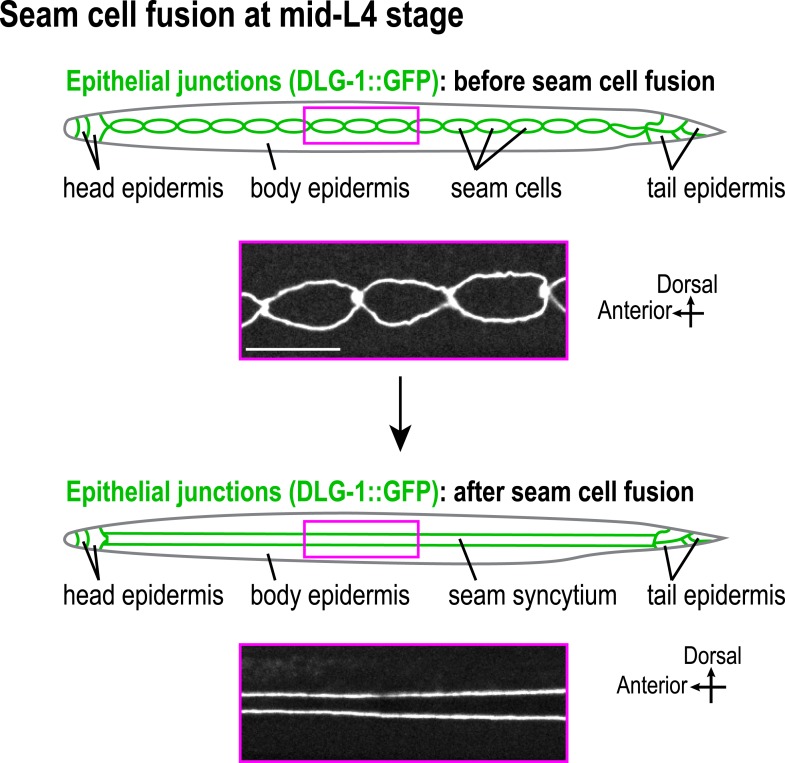 Figure 2—figure supplement 4.