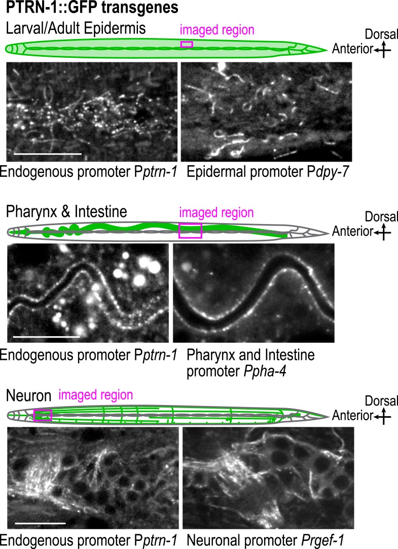 Figure 2—figure supplement 2.