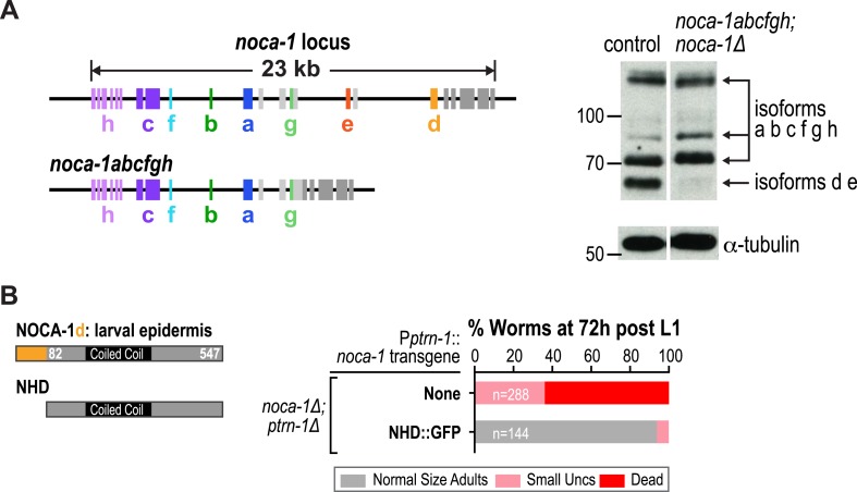 Figure 2—figure supplement 3.