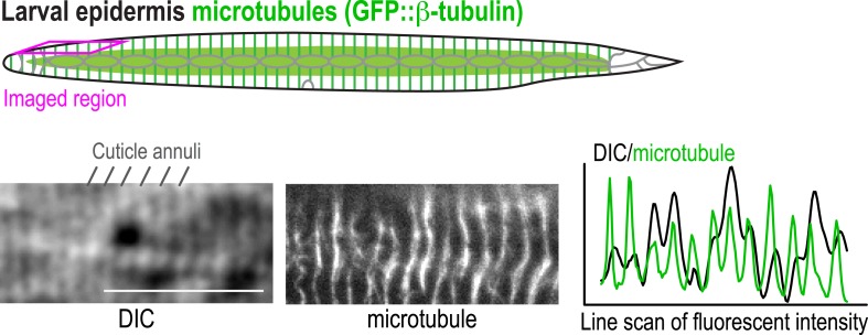 Figure 2—figure supplement 6.