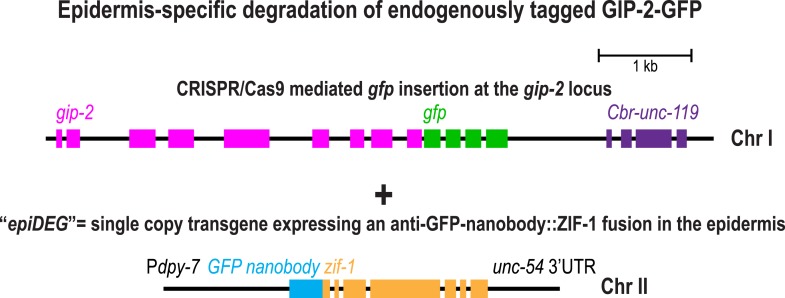 Figure 3—figure supplement 2.