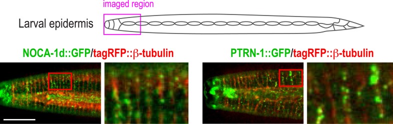 Figure 3—figure supplement 1.