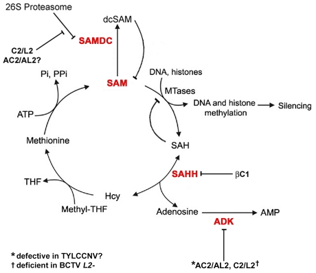 Figure 9