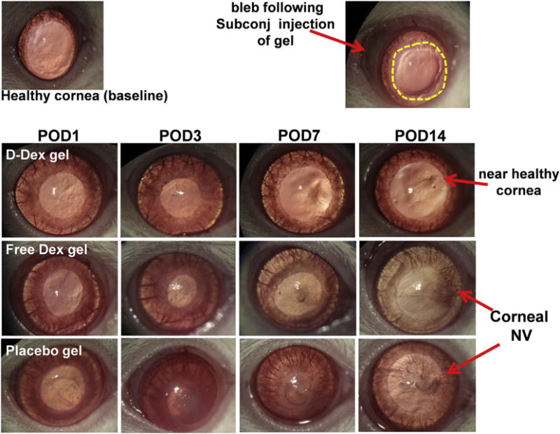 Fig. 7