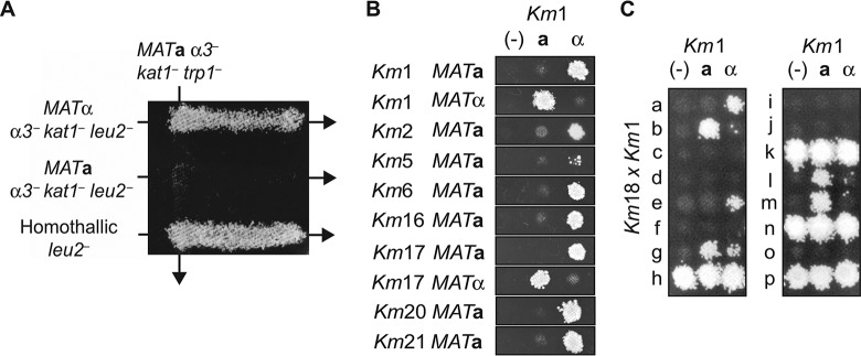 FIG 2