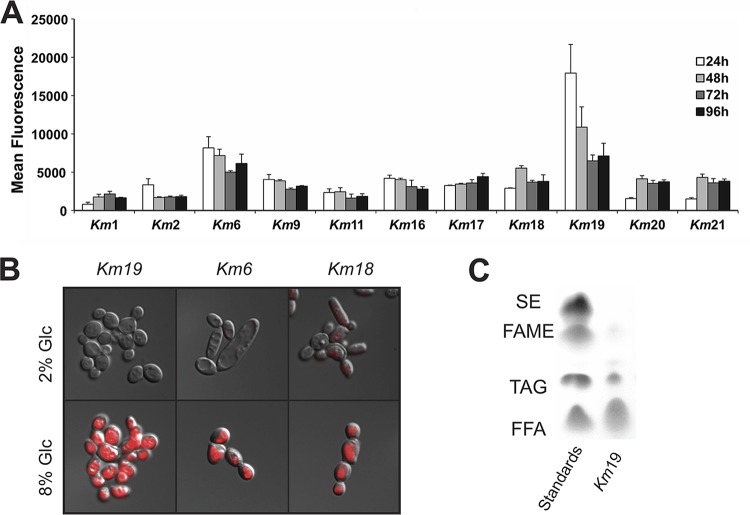 FIG 3