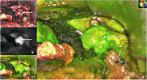 Fig. 9